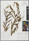 Foto von Salix alba L.